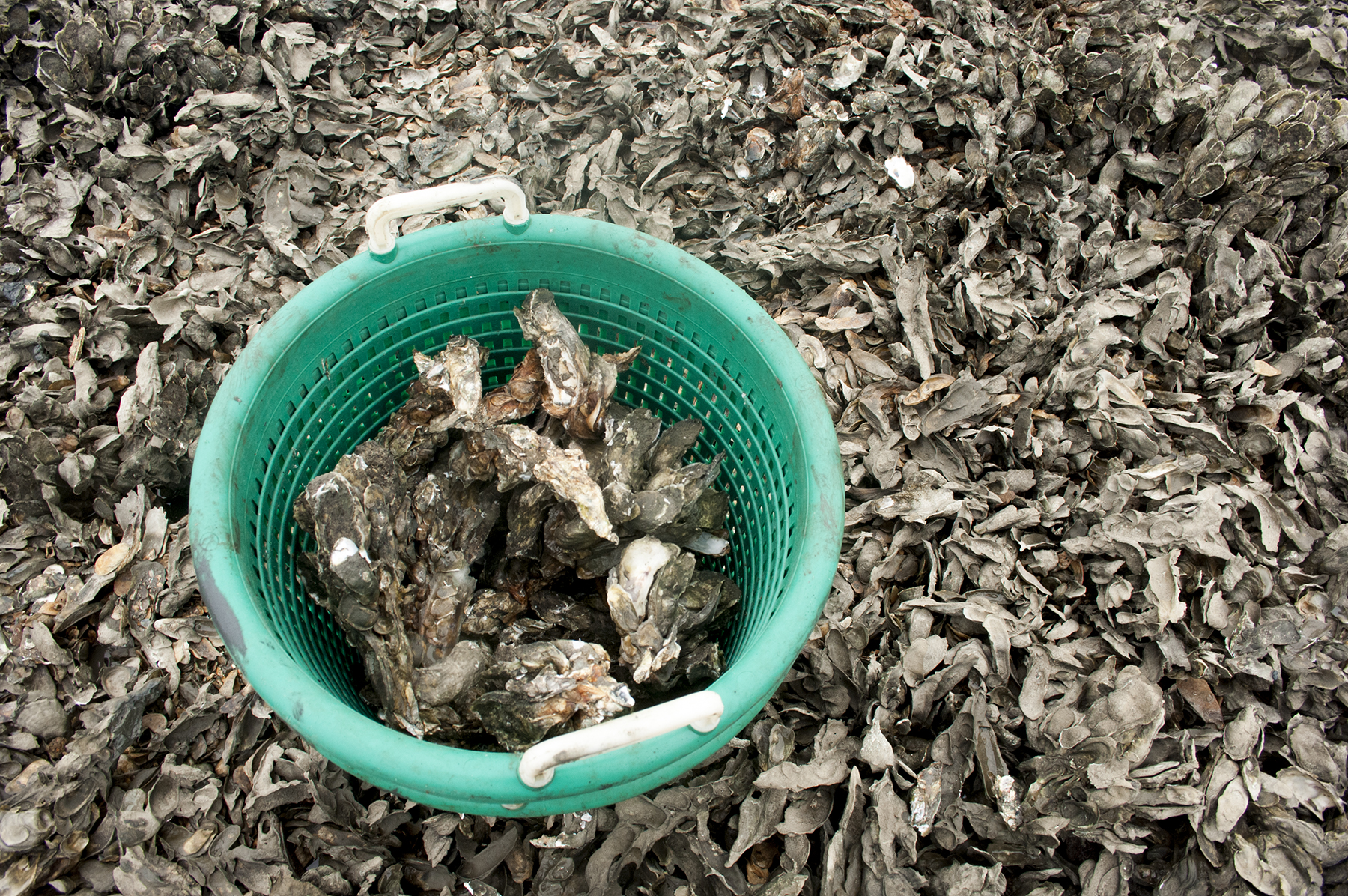 Commercial oyster harvest will close June 1