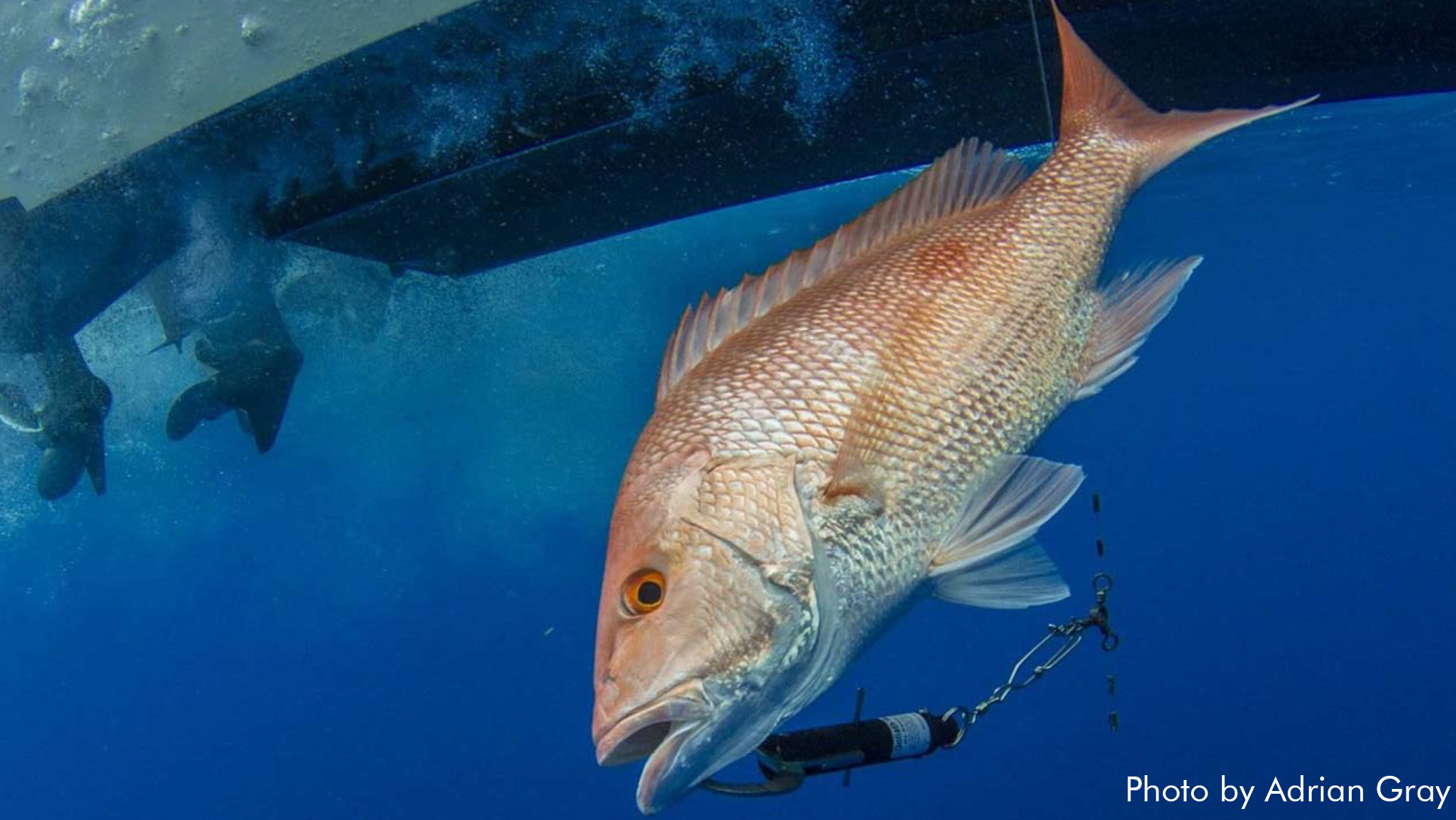 A red snapper is hooked to a descending device in this undated photo by Adrian Gray.