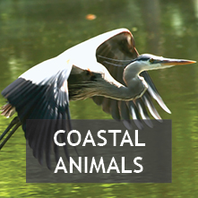 Coastal Animals