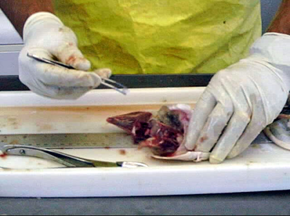 Photo of biologist removing the otoliths, or ear bones, from a fish such that they can later determine age of the fish