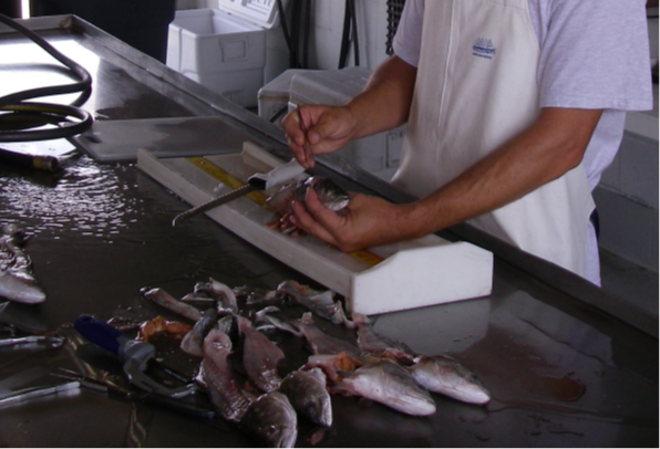 Photo of biologists working up donated fish carcasses
