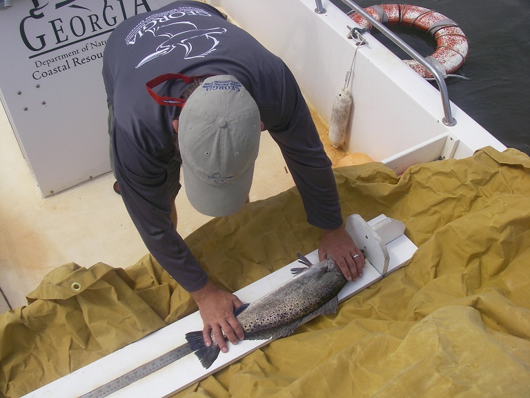 Photo of biologist measuring the length of a spotted seatrout