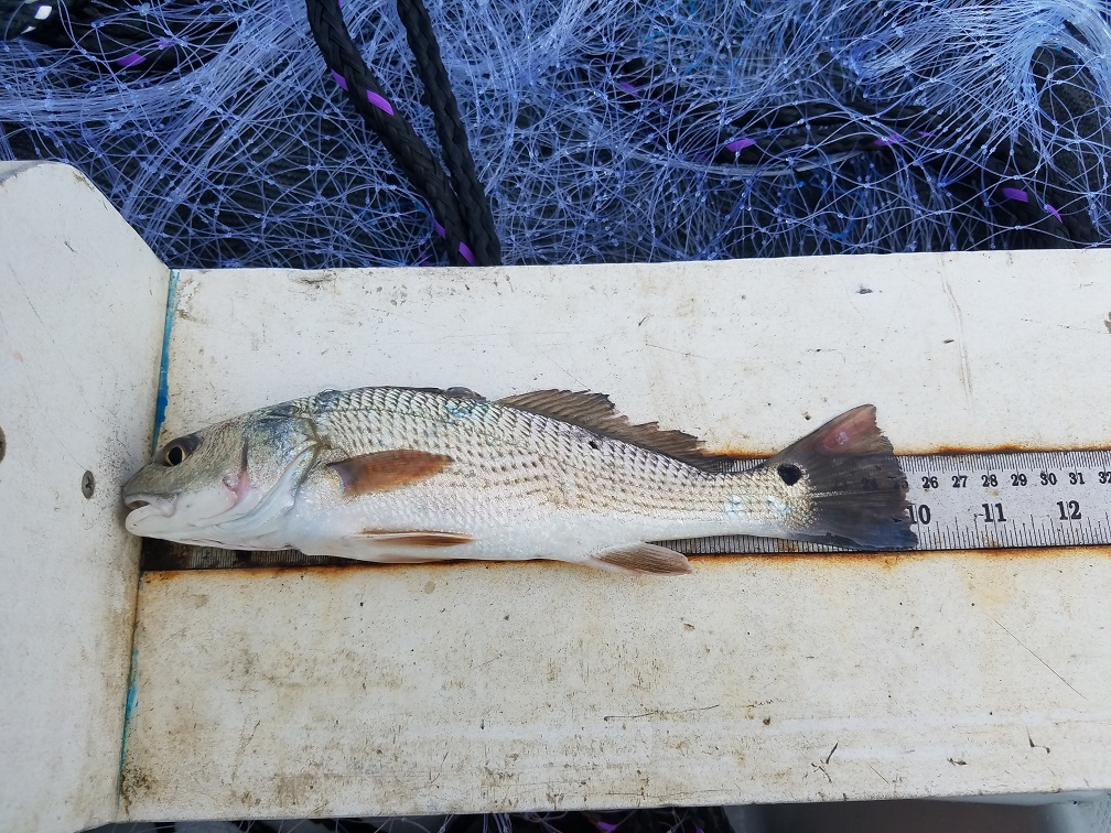 Photo of a red drum on the measuring board