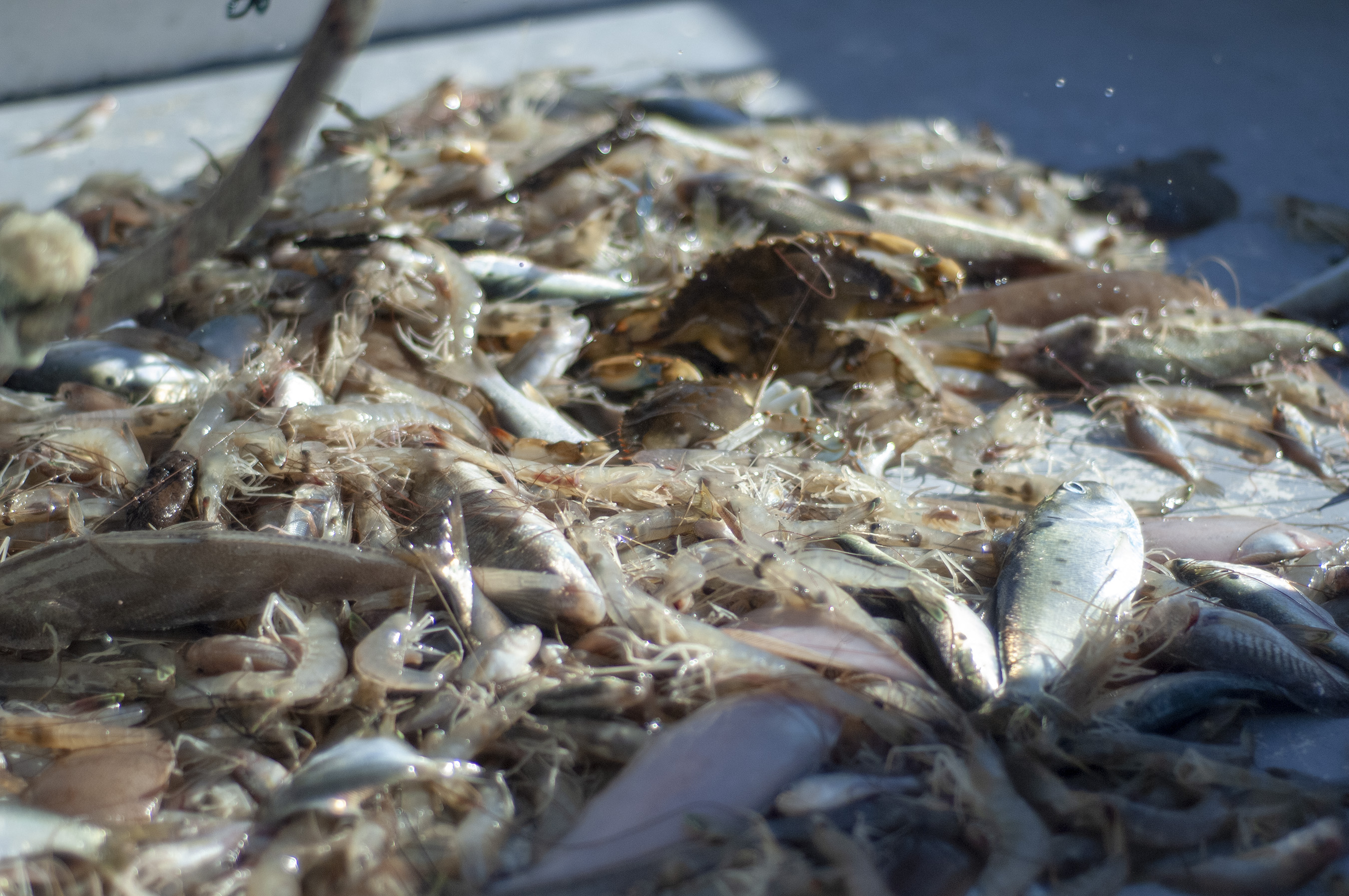 Shrimping season set to close Jan. 15, whelk season opens Jan. 16