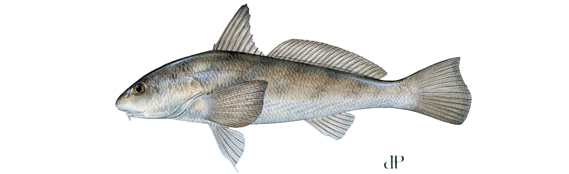 Kingfish (Whiting)