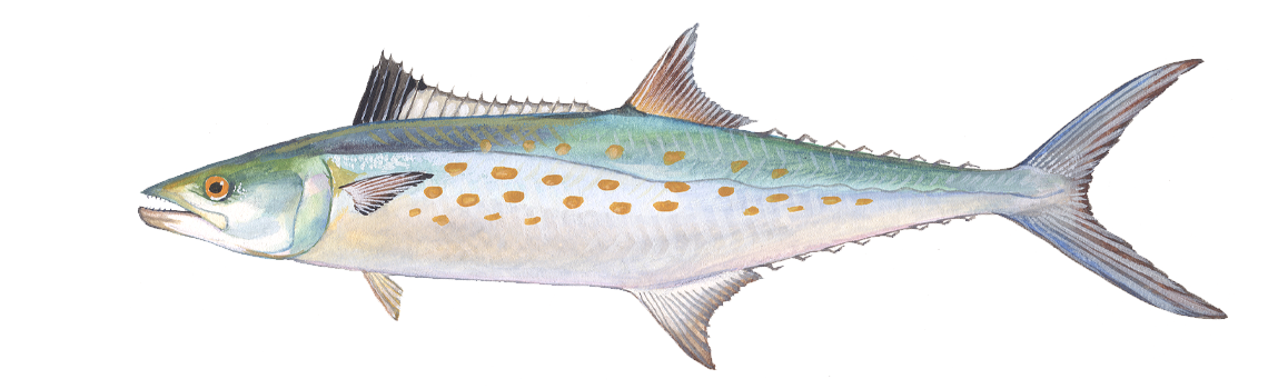 Mackerel, Spanish