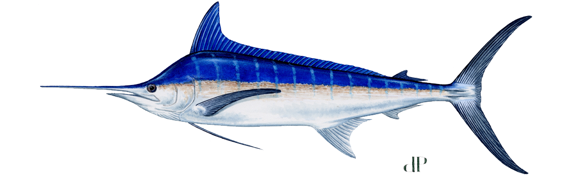 Marlin, Blue