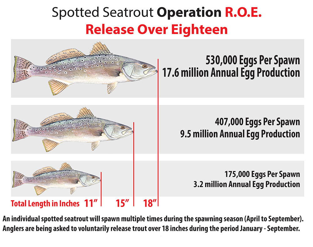 Voluntary Release of Spotted Seatrout Operation