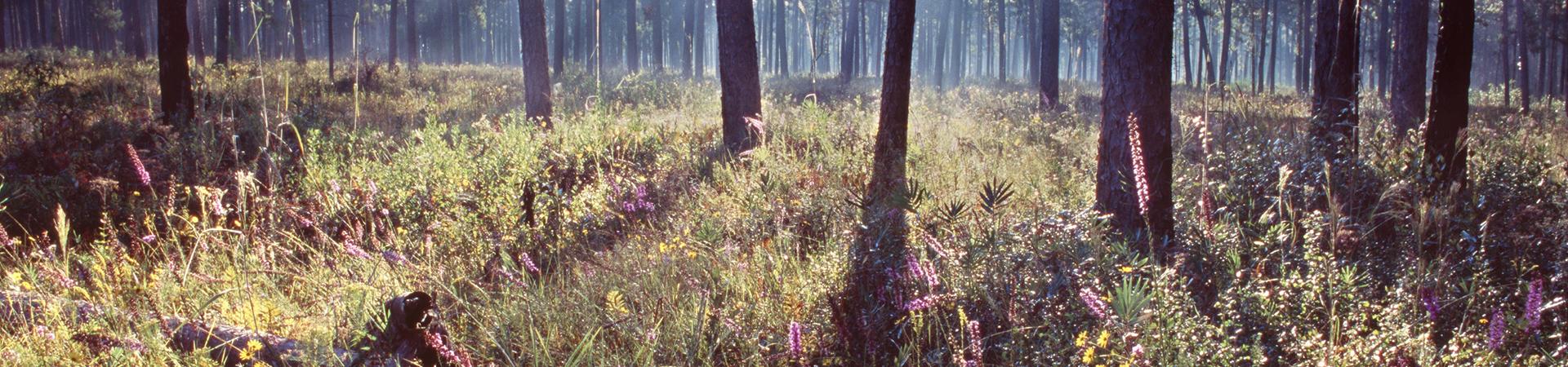 Pine stand