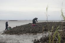 Oyster harvesting in McIntosh County