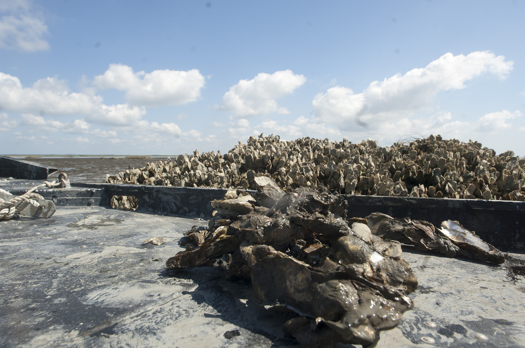 Wild Georgia Oysters