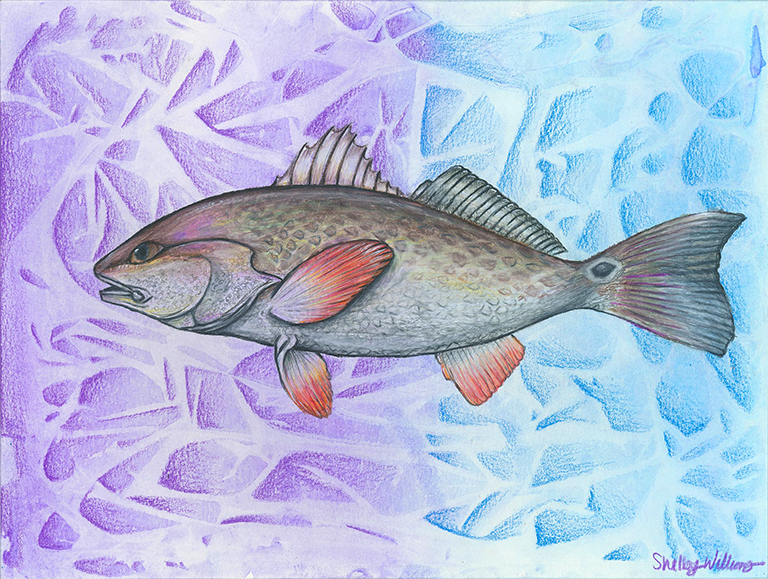 Teen's redfish drawing wins CoastFest Art Contest