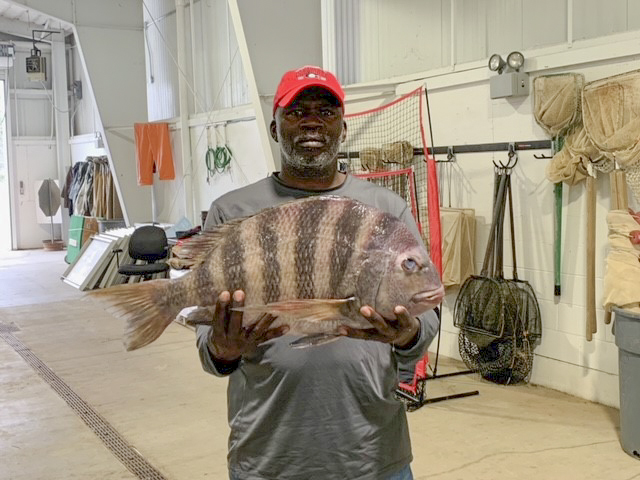 Ben Golden III with record-tying sheepshead