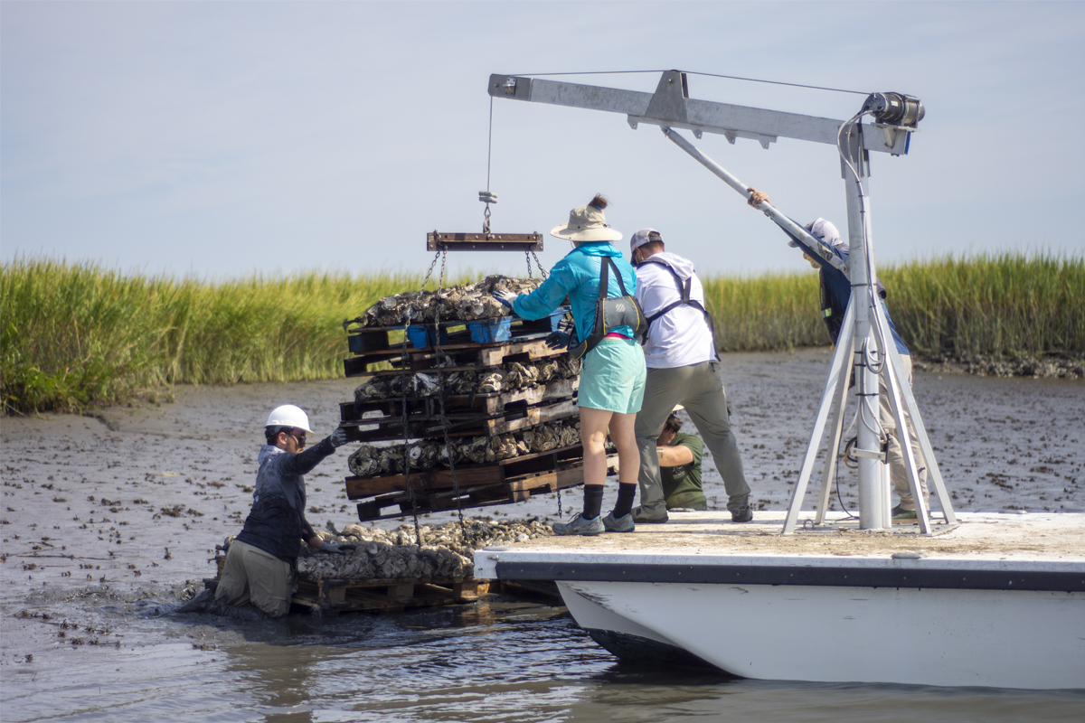 Staff of the Georgia Department of Natural Resources Coastal Resources Division and volunteer students from Georgia Southern University place bagged oyster shells on wooden pallets onto a riverbank of the North Newport River on Monday, Sept. 25, 2023, as part of an oyster restoration project. DNR photo by Tyler Jones. Staff of the Georgia Department of Natural Resources Coastal Resources Division and volunteer students from Georgia Southern University place bagged oyster shells on wooden pallets onto a riverbank of the North Newport River on Monday, Sept. 25, 2023, as part of an oyster restoration project. DNR photo by Tyler Jones.