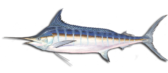 Blue Marlin