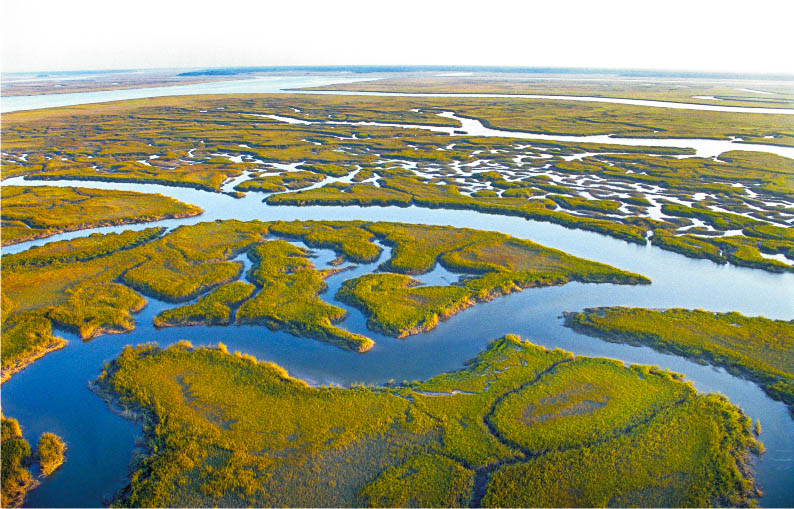 Marsh Wetland