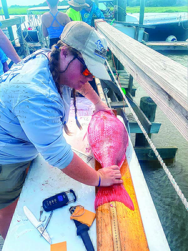 CRD photo Marine technician Ashley Haymans measures a red snapper during the 2025 mini season.