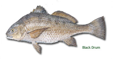 BlackDrum.jpg