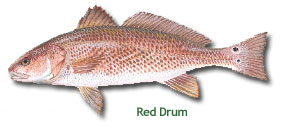 Reddrum.jpg