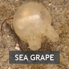 Sea Grape