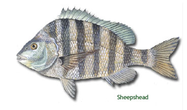 Sheephead.jpg