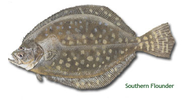 SouthernFlounder.jpg