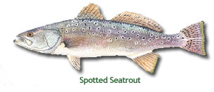 SpottedSeatrout.jpg