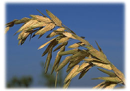 Image of Sea oats summer wave plant