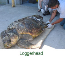 Loggerhead Sea Turtle