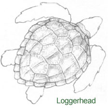 Illustration of a Loggerhead Sea Turtle