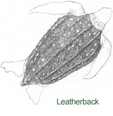 Illustration of a Leatherback Sea Turtle