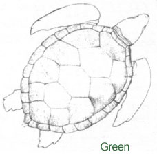 Illustration of a Green Sea Turtle