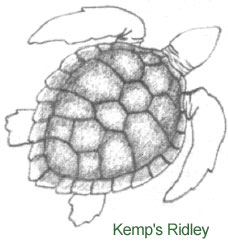 Illustration of a Kemp's Ridley Sea Turtle