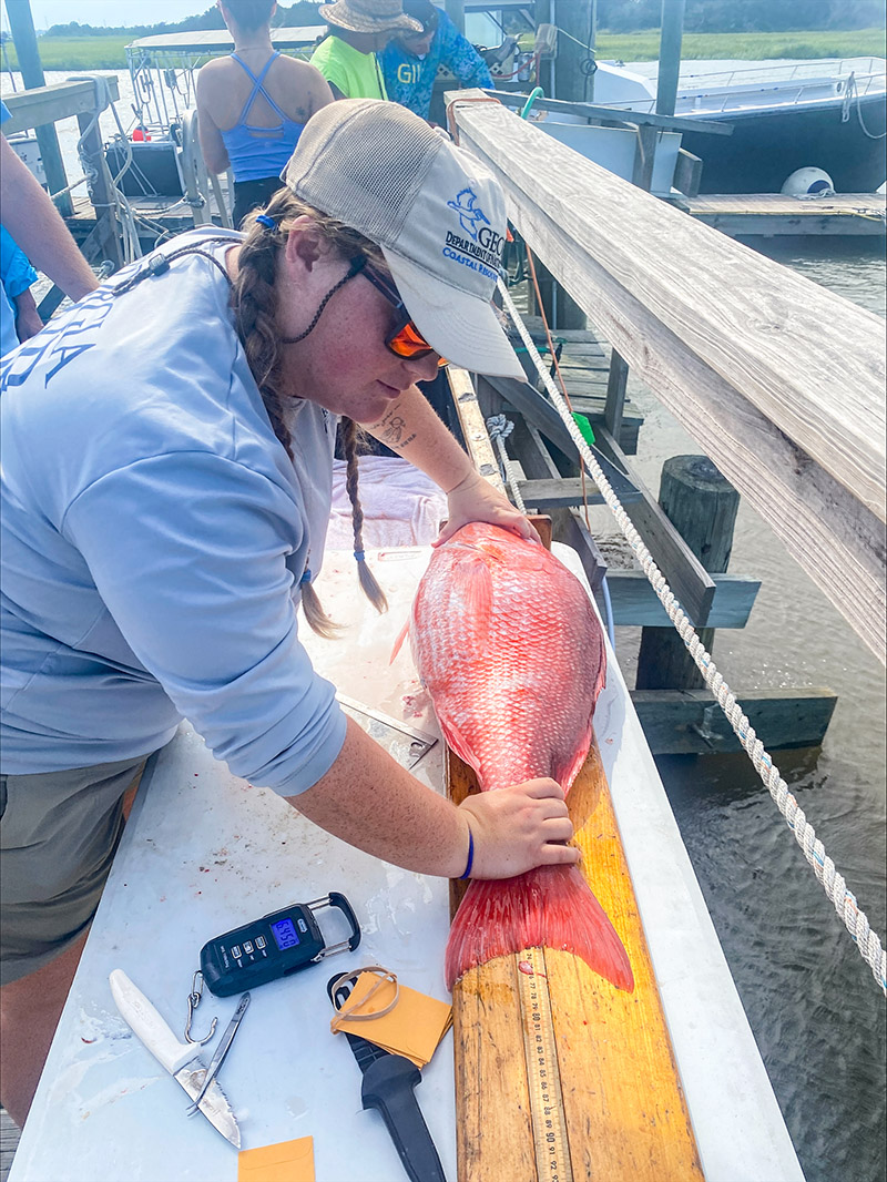 Red Snapper sampling