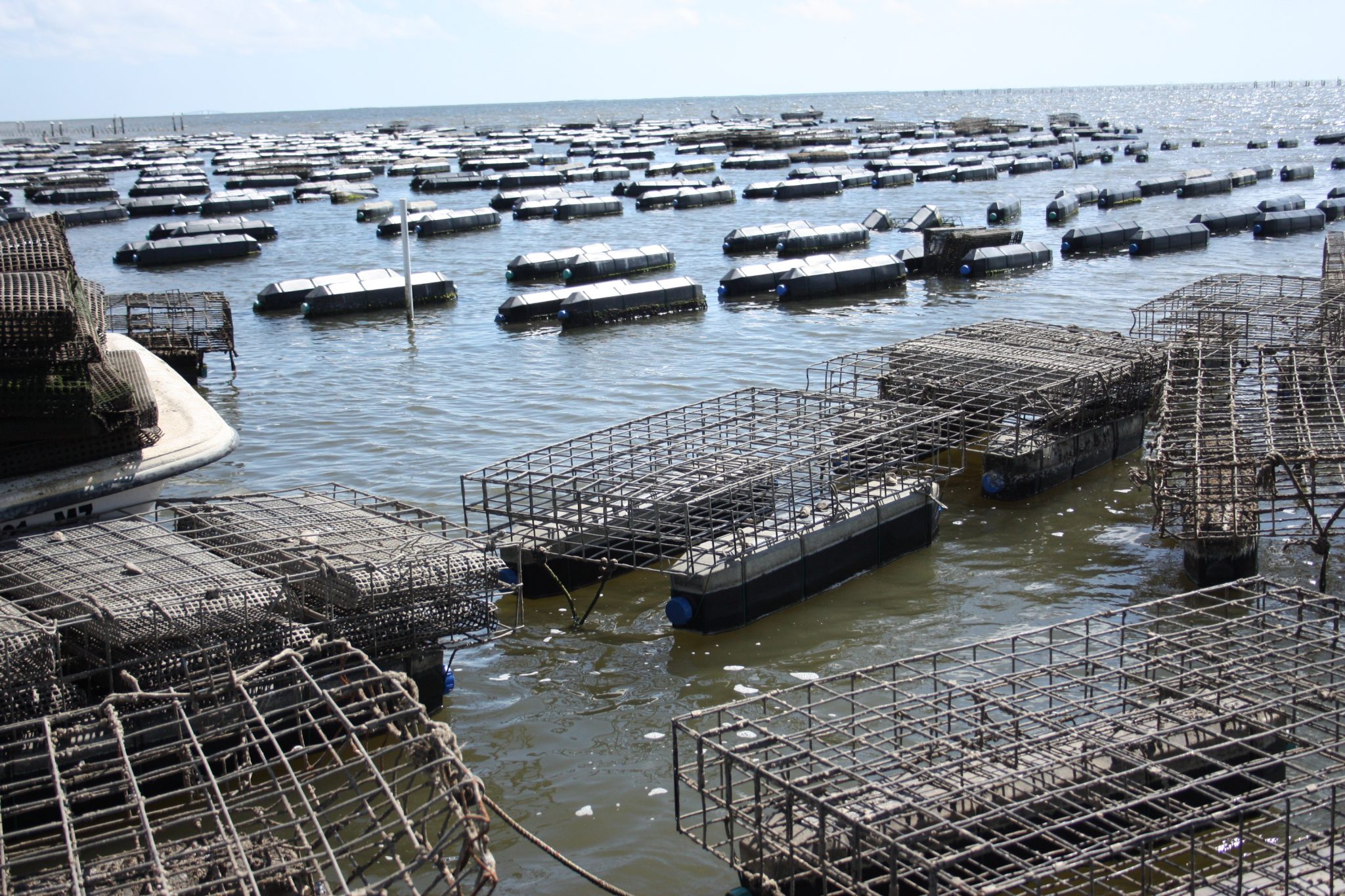 A) Floating oyster bags anchored to the bottom of the farm lease