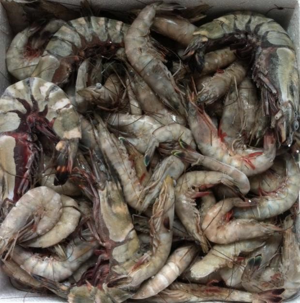 Photo of Asian tiger shrimp