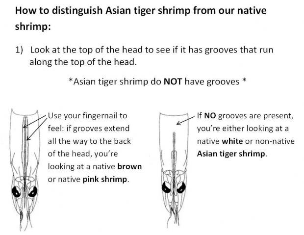 Photo with information on how to identify an Asian tiger shrimp