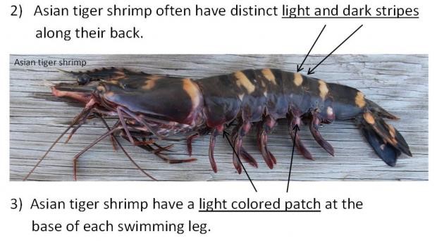 Photo of an Asian tiger shrimp from the side