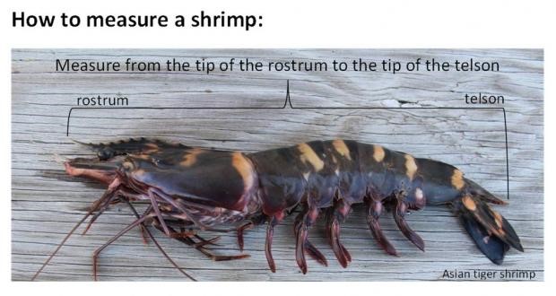 Photo with instructions on how to measure a shrimp