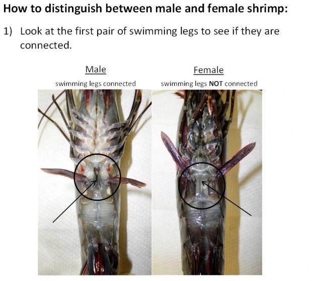 Photo on how to distinguish male and female shrimp
