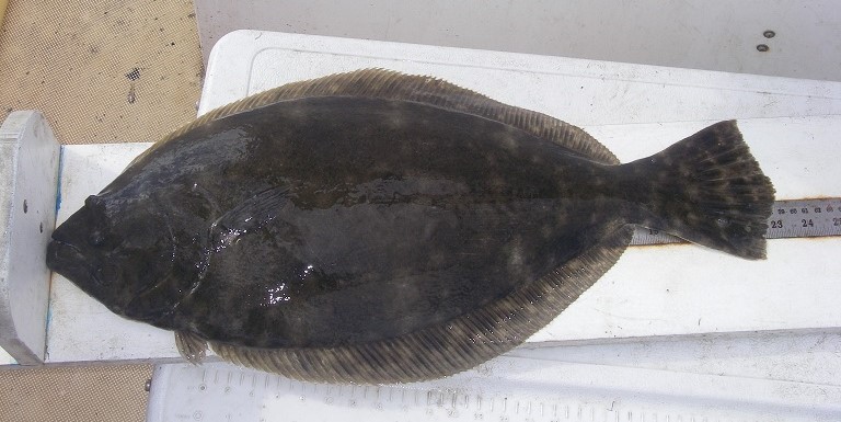 Photo of a southern flounder on the measuring board