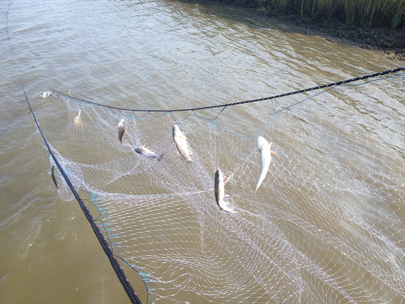 Photo of red drum caught in the gillnet prior to being released alive