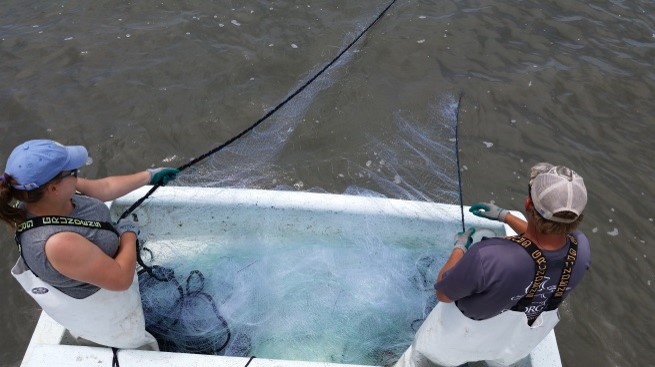 Photo of biologists deploying the trammel net