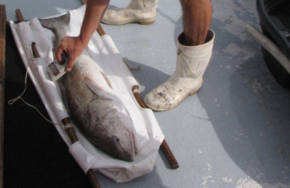 Photo of a red drum being scanned after having a tag inserted in the fish.