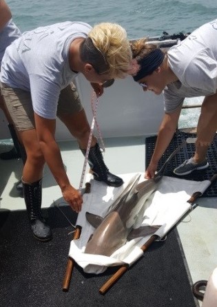 Photo of two scientists measuring a shark.