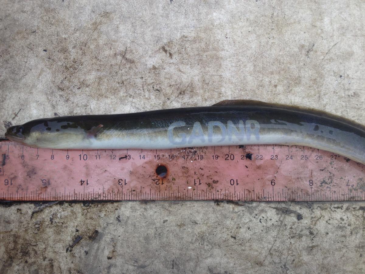 Photo of American eel branded with GADNR identification