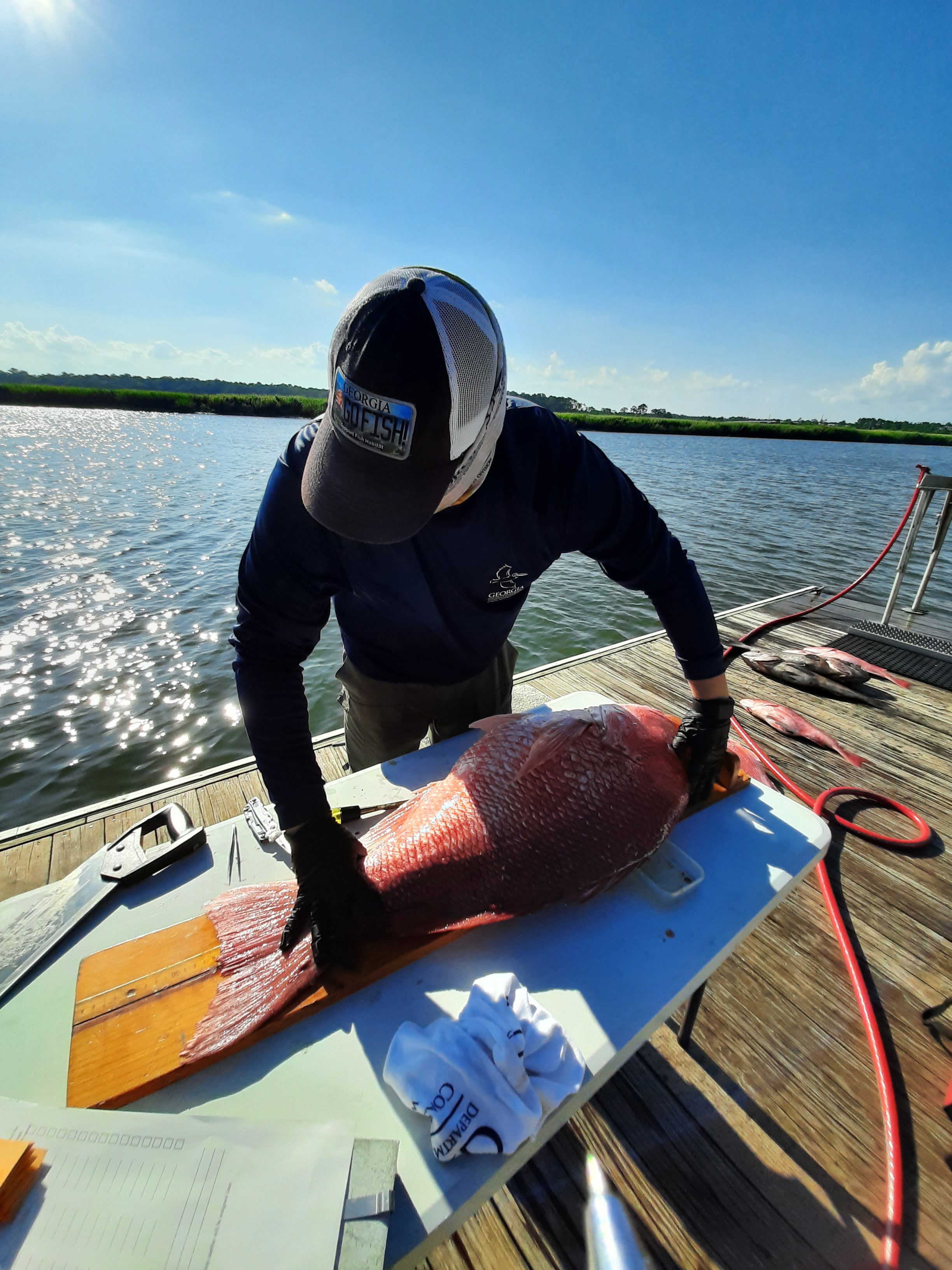 A CRD technician samples a red snapper. CRD photo by Cate Williams.