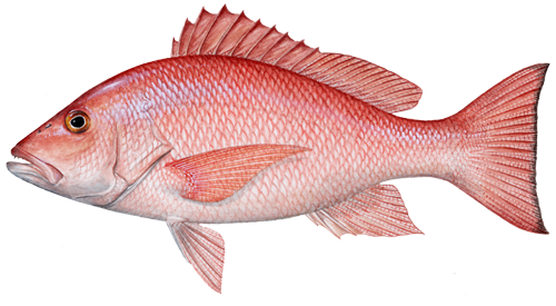 Red Snapper