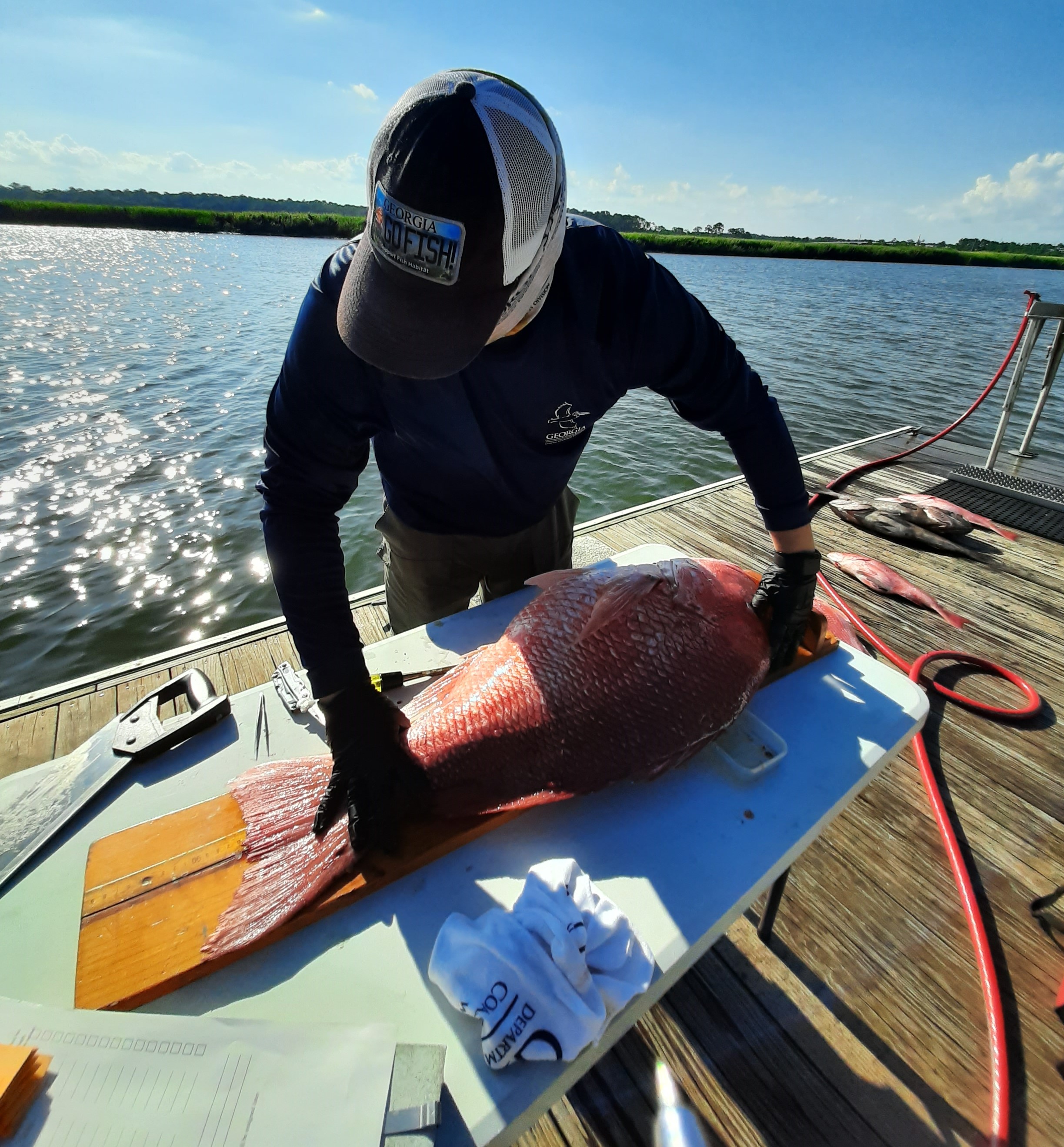 CRD staff collect biological data from red snapper.