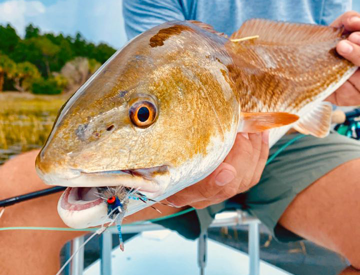 Red Drum